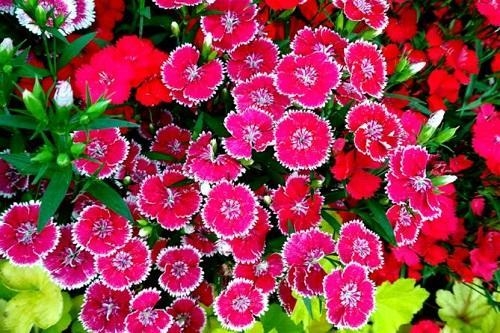 春天有哪些花