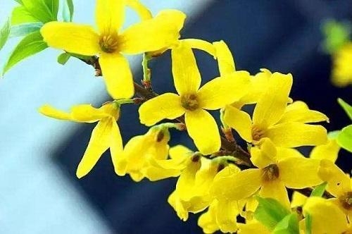 春天有哪些花