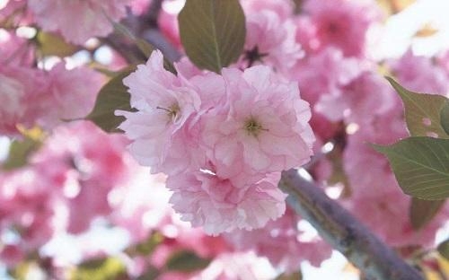 春天有哪些花
