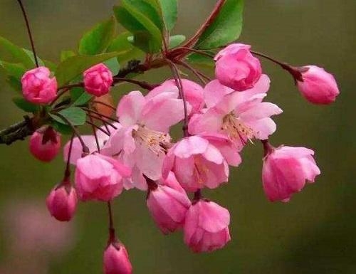 春天有哪些花