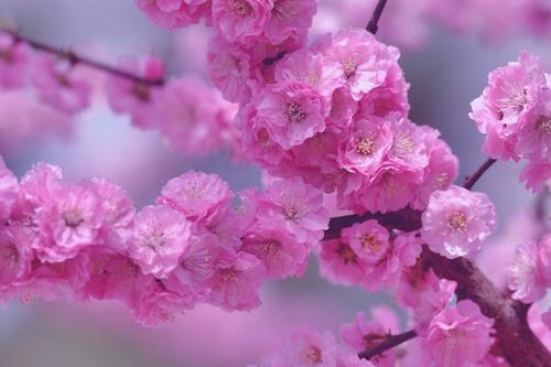 春天有哪些花
