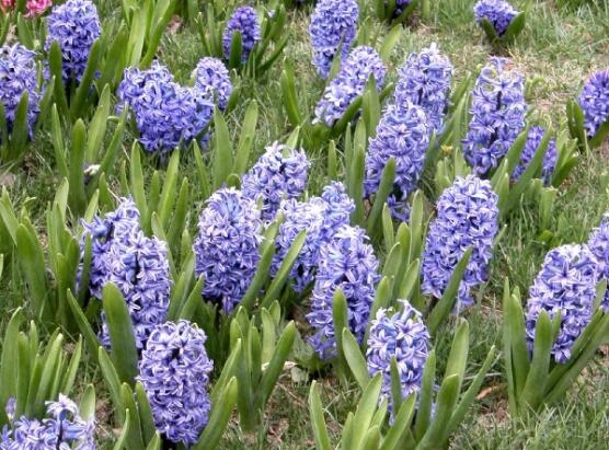 风信子的花语是什么