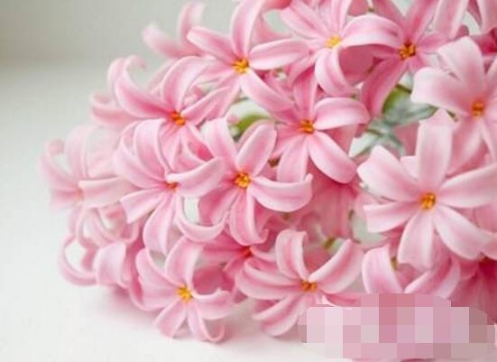 风信子的花语是什么