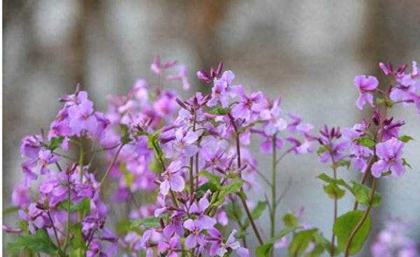 二月兰花期多长