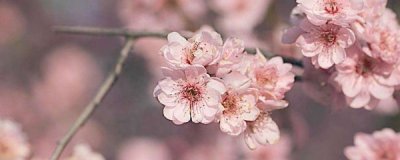 梅花什么时候开 观赏梅花花期简介