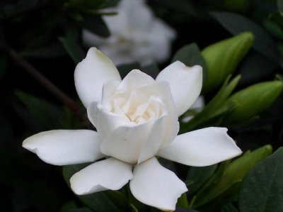 栀子花好养吗 教你正确养护栀子花