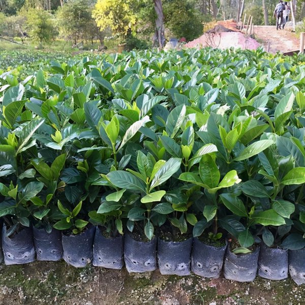 栀子花好养吗