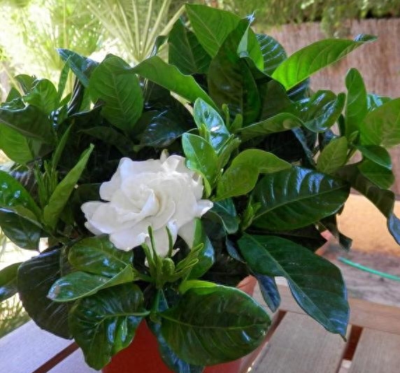 栀子花好养吗
