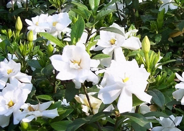 栀子花好养吗