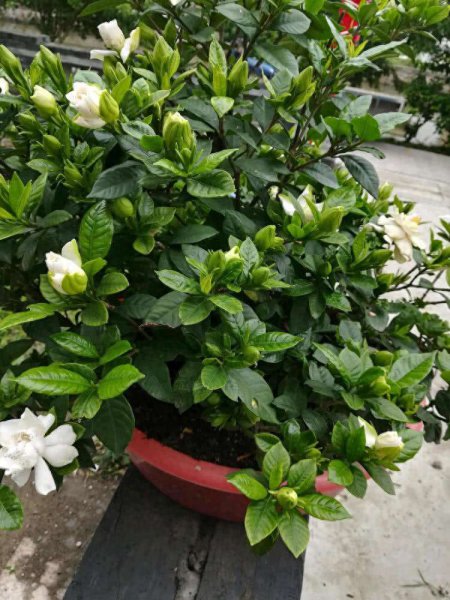 栀子花好养吗