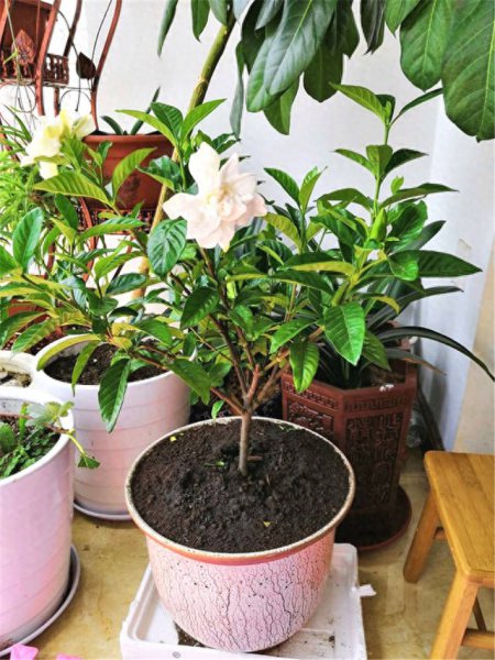 栀子花好养吗