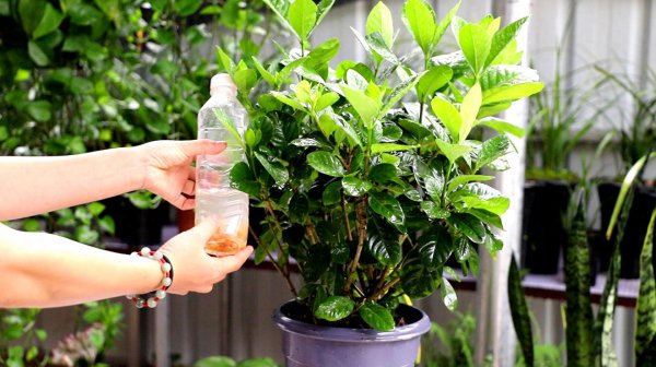 栀子花好养吗