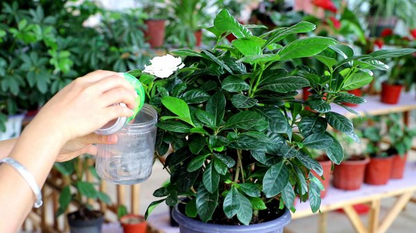 栀子花好养吗