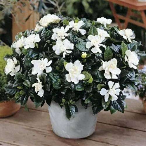 栀子花好养吗