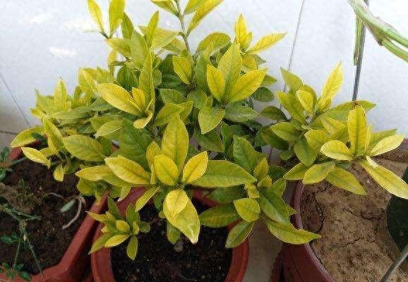栀子花好养吗