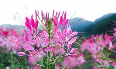 夏天什么花会开 夏天具有代表性的花