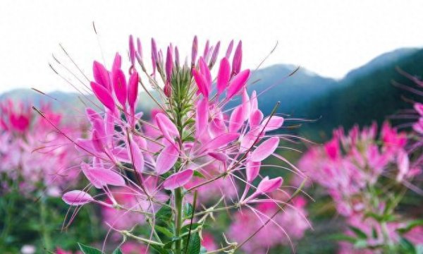 夏天什么花会开