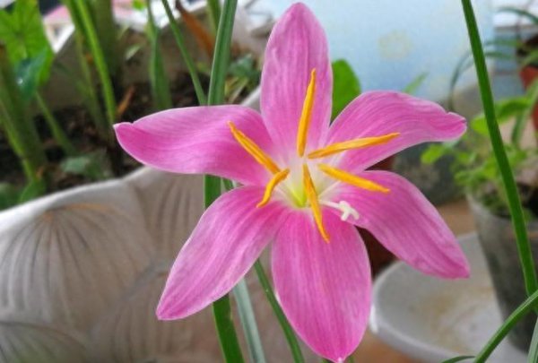 夏天什么花会开