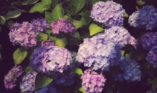 夏天什么花会开