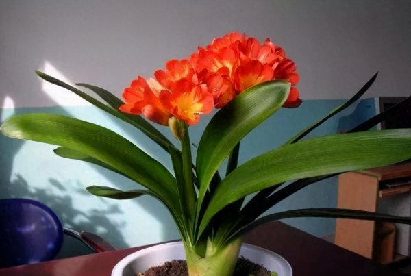 君子兰开花夹箭怎么办