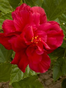 扶桑花的寓意是什么 扶?；ǖ幕ㄓ锖拖笳?/></i><h2>扶桑花的寓意是什么 扶?；ǖ幕ㄓ锖拖笳?/h2><p>为网友们详解扶桑花的寓意是什么和扶?；ǖ幕ㄓ锖拖笳鞯穆讨不ɑ艿南喙亟樯?，接下来带大家一起了解?？垂芏嗯笥阉?，扶桑花谐音“服丧”，寓意不</p></a></li>
          </ul>
        </div>
      </div>
    </div>
    <div   id=