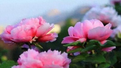 牡丹花的花语是什么 牡丹花的象征意义