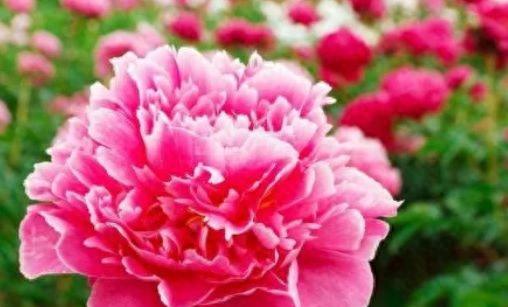 牡丹花的花语是什么