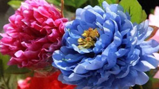 牡丹花的花语是什么