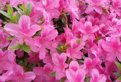 杜鹃花花语是什么 杜鹃代表的象征意义