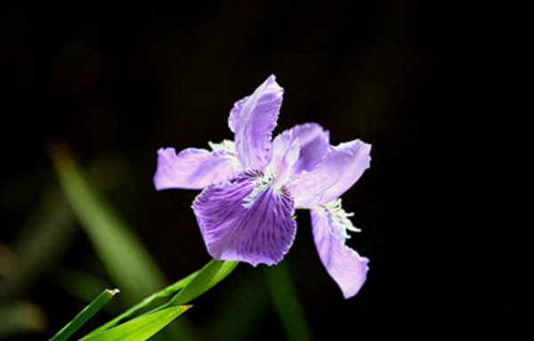 鸢尾花花语是什么
