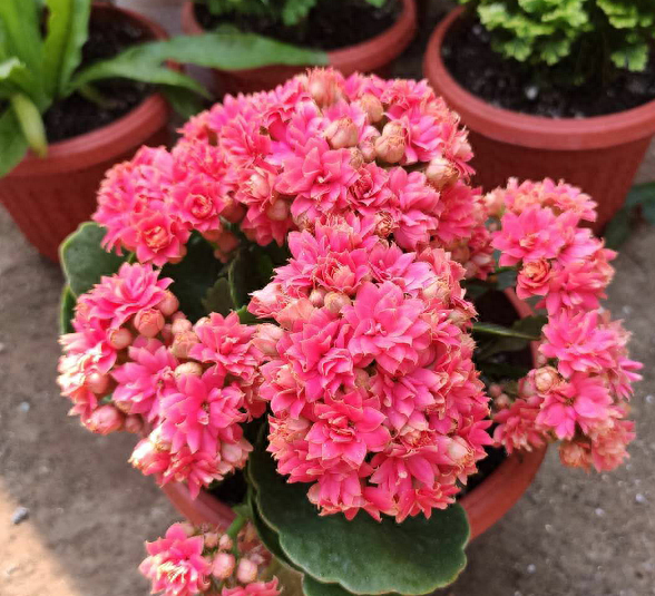 长寿花适合在室内养吗