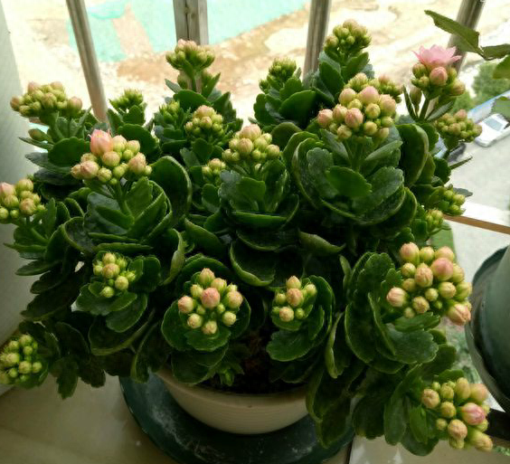 长寿花适合在室内养吗