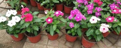 如何养护长春花 长寿花的养护小妙招