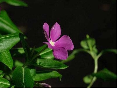 如何养护长春花