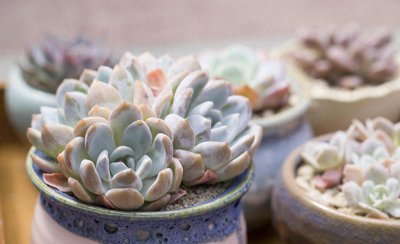 多肉植物有哪些特点 多肉的特征介绍