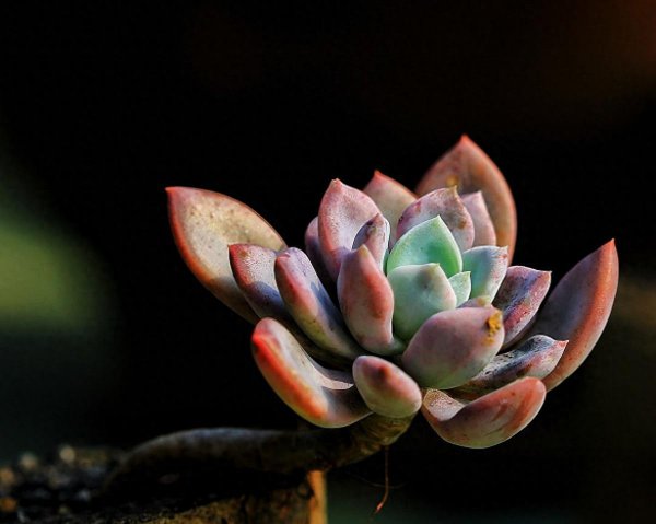 多肉植物有哪些特点