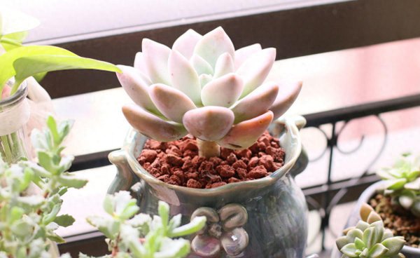 多肉植物有哪些特点