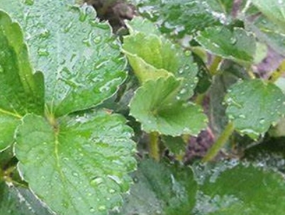 盆栽草莓怎么种