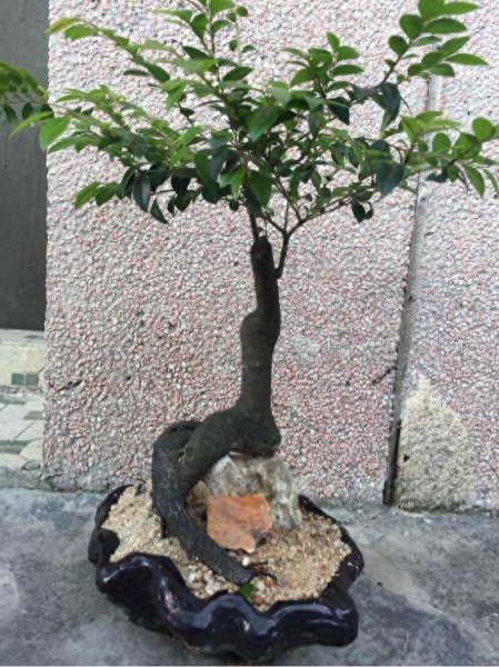 黑骨茶盆景怎么养