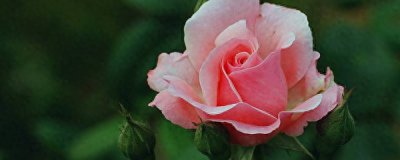 盆栽月季花怎么养 盆栽月季花的养护知识