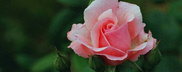盆栽月季花怎么养
