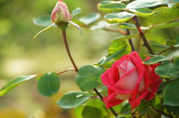 盆栽月季花怎么养