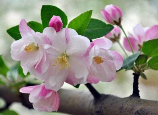 家里适合养哪种海棠花