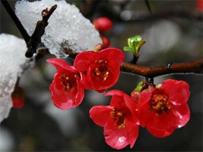 腊梅盆栽怎么养才最好