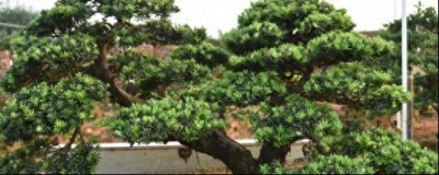 罗汉松盆景怎么养护 盆景罗汉松的养殖方法讲解