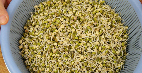 绿豆芽怎么生又粗又长