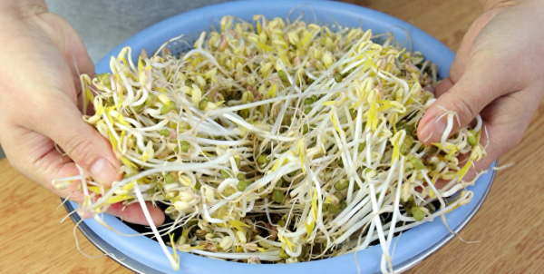绿豆芽怎么生又粗又长
