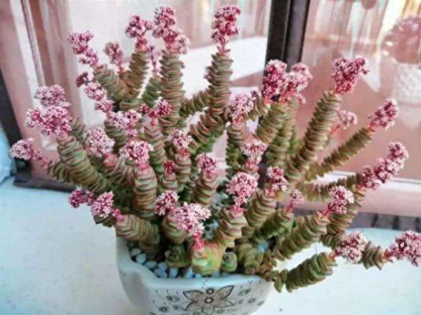 多肉植物夏天怎么养护