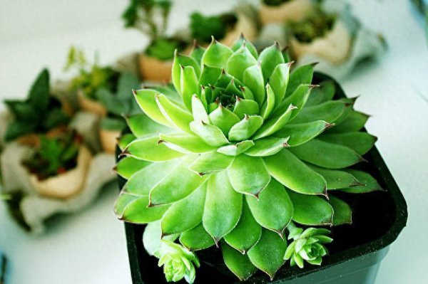 多肉植物夏天怎么养护