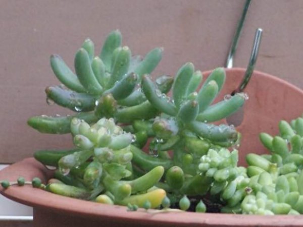 多肉植物夏天怎么养护